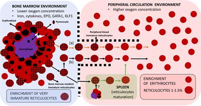 Home Sweet Home: Plasmodium vivax-Infected Reticulocytes—The Younger the Better?